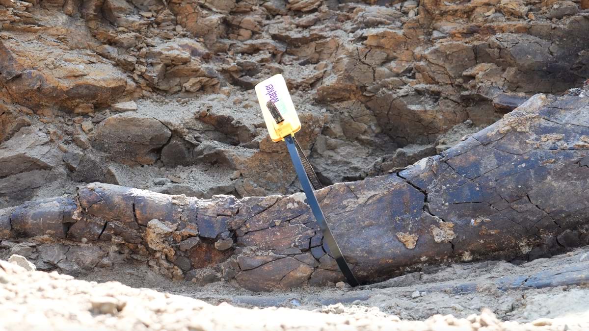 zip-tied RFID tag on a fossil