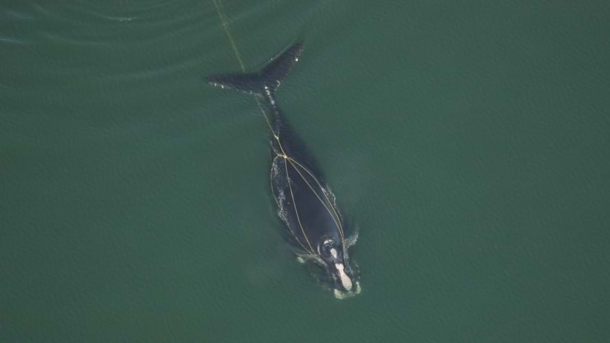 a north atlantic right whale entangled in a fishing line