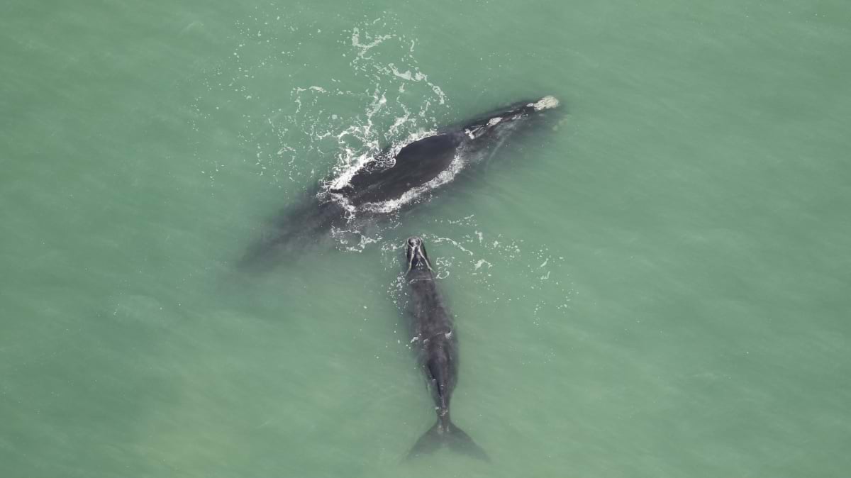 whale and calf during 2024 calving season