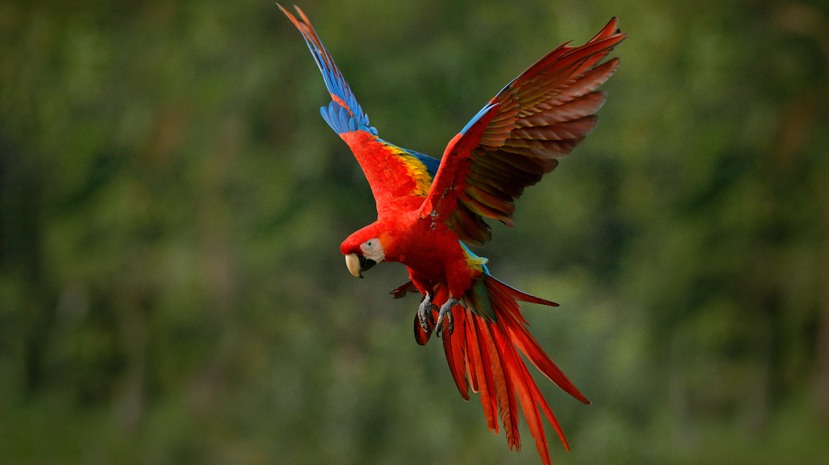 A scarlet macaw in flight agains a forest backdrop