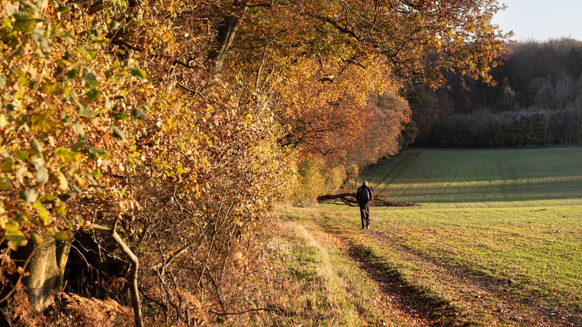 Autumn colours lone man walking in a field on a woodland edge with autumn fall coloured forest trees leaves