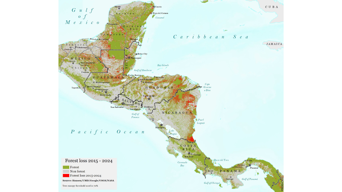 Map of Central America showing forest cover (green), non-forest areas (gray), and forest loss from 2015-2024 (red). Red patches indicating deforestation are concentrated in Guatemala's Maya Biosphere Reserve, Honduras, and Nicaragua. Yellow boxes outline portions of the Five Great Forests initiative area spanning multiple countries from Mexico to Panama.