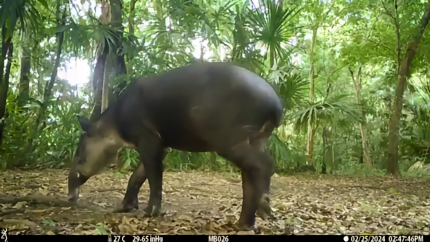 Baird's tapir in dense forest vegetation, showing its characteristic elongated snout used for grasping leaves and fruit