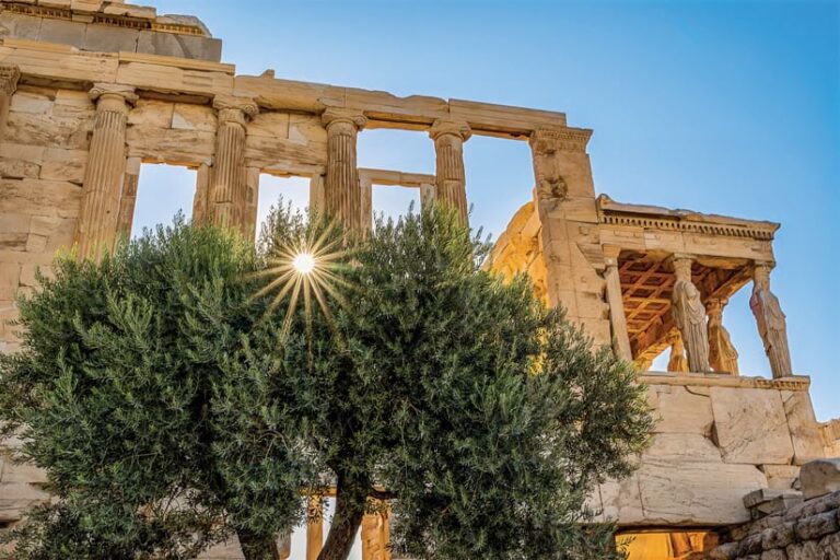 An olive tree in front of the Acropolis, with the sun shining through its branches.