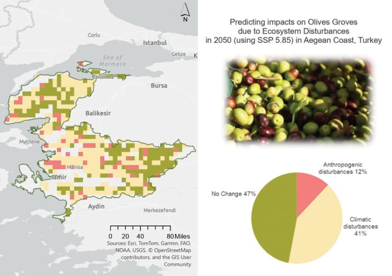 A map and pie chart displaying the results of GIS analysis of predicted climate impacts on olive growing on the Turkish Aegean coast, with colored squares representing areas of no change, anthropogenic disturbances, and climatic disturbances. The chart indicates that more than half the area is predicted to be impacted as a result of anthropogenic and climatic disturbances.