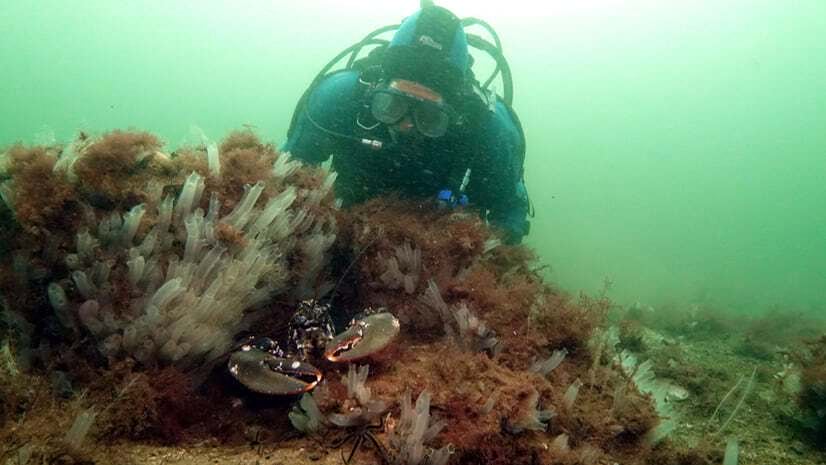 A scuba diver peers over a rock at a lobster