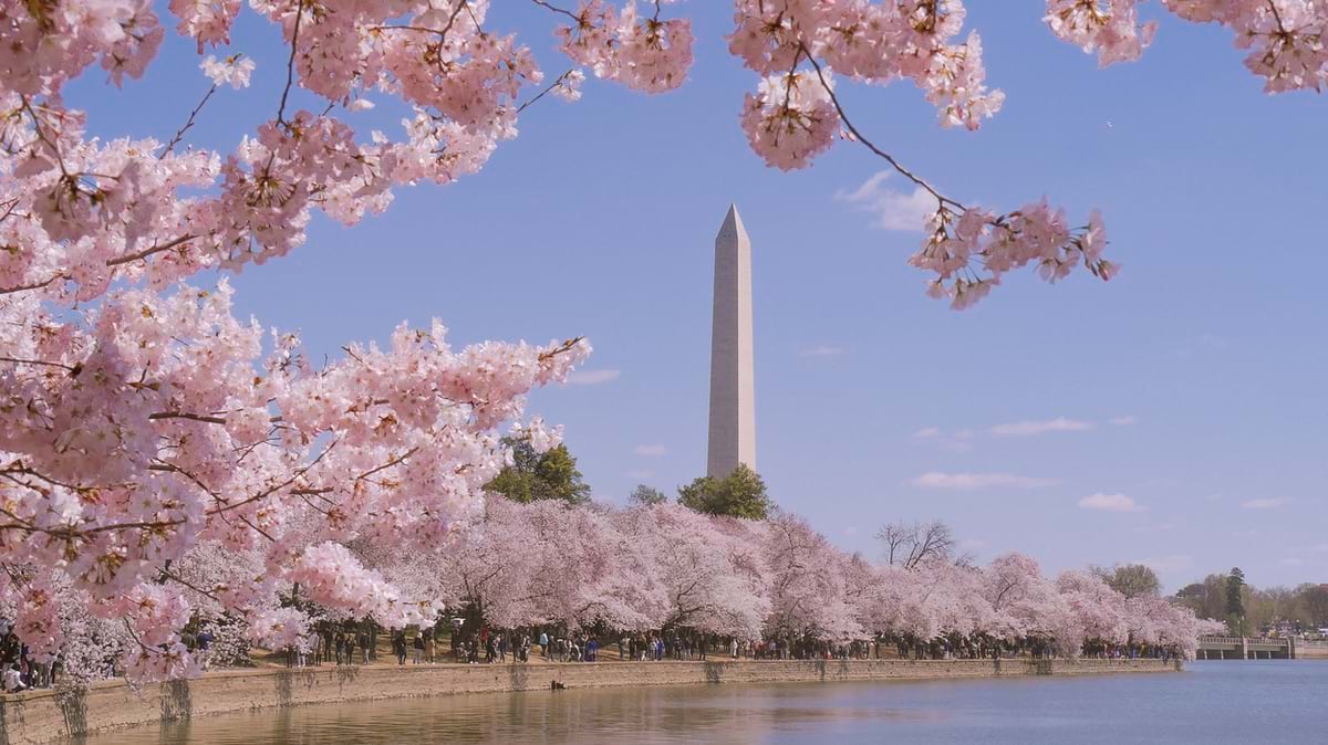 Washington monument during Cherry Blossom Festival in Washington DC, USA