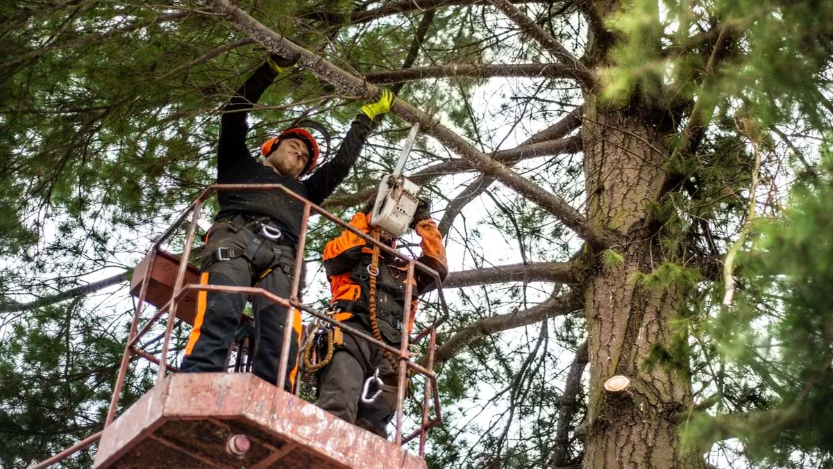 Arborist men with chainsaw and lifting platform cutting a tree