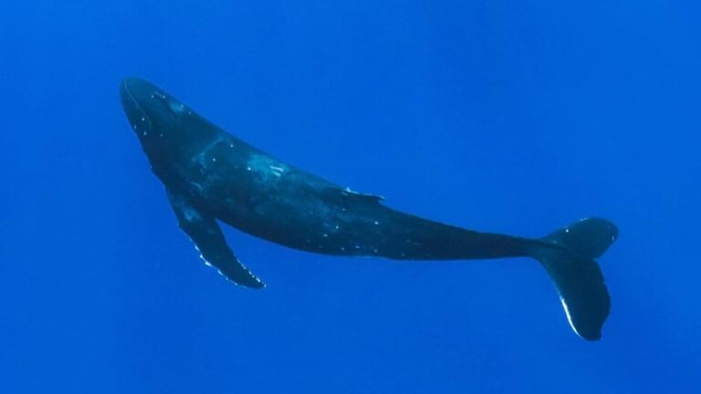 A humpback whale swims gracefully in a deep blue ocean. The whale is viewed from the side, showcasing its distinctive body shape and fluke.