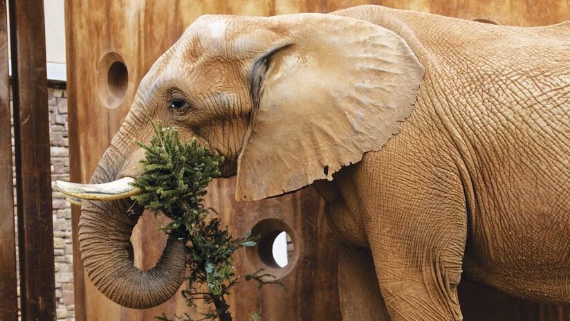 Close-up of an elephant's head and shoulder, its trunk delicately wrapped around a small evergreen tree. The elephant's textured skin is light brown, and it's set against a rusty-brown, textured wall with circular cutouts.