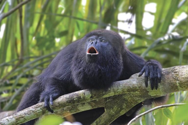 A black howler monkey sits on a tree branch in a lush green forest, its mouth open in a vocalization.