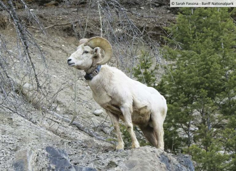 A bighorn sheep, wearing a collar, stands on a rocky hillside. The sheep is facing left, and the background consists of sparse, dry brush and evergreen trees. The photo is credited to Sarah Fassina.