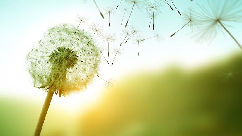 A spreading dandelion signifies unexpected GIS growth