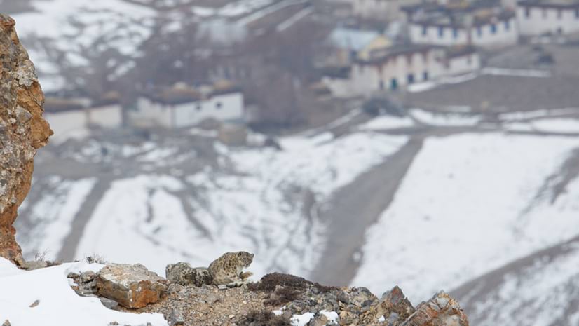 With buildings in the distance, a leopard perches on a rocky ledge