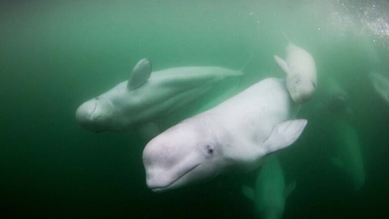 Underwater view of beluga whales, Churchill, Manitoba, Canada