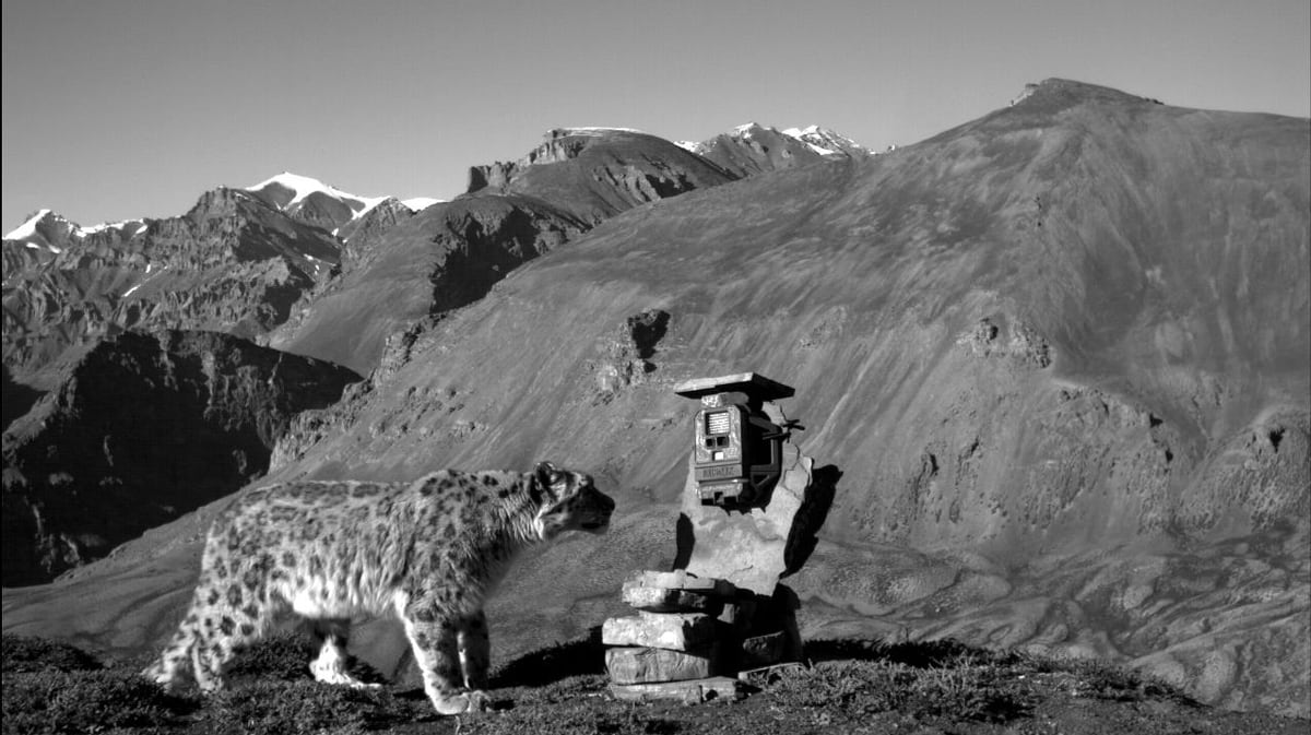 Snow Leopard_Reconyx camera trap