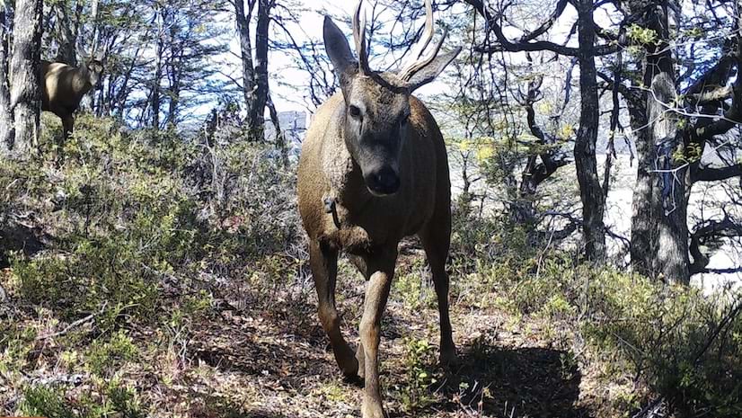 A deer in the forest