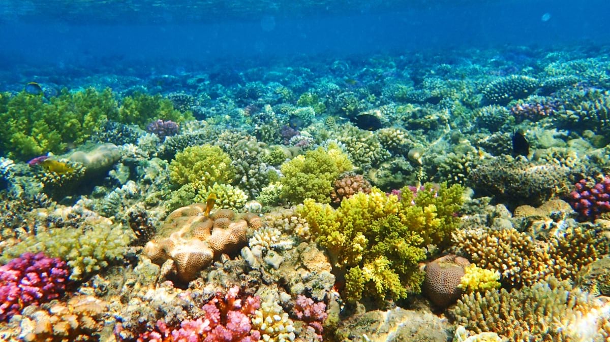 Underwater view of a healthy Caribbean coral reef showing diverse coral formations in brown, pink, and white colors with yellow tropical fish swimming above, crystal-clear blue water, and sunlight filtering down from the surface.
