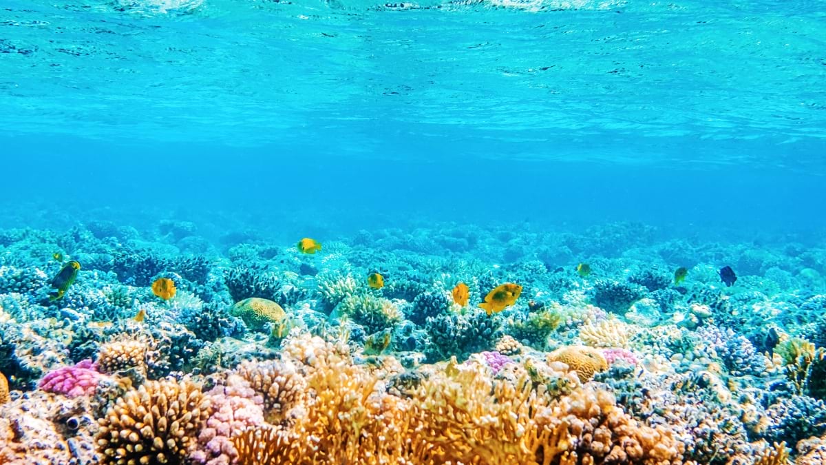 A vibrant coral reef scene showing diverse hard and soft corals in multiple colors including yellow, pink, brown, and green formations, with small tropical fish swimming among the coral structures in clear blue water.