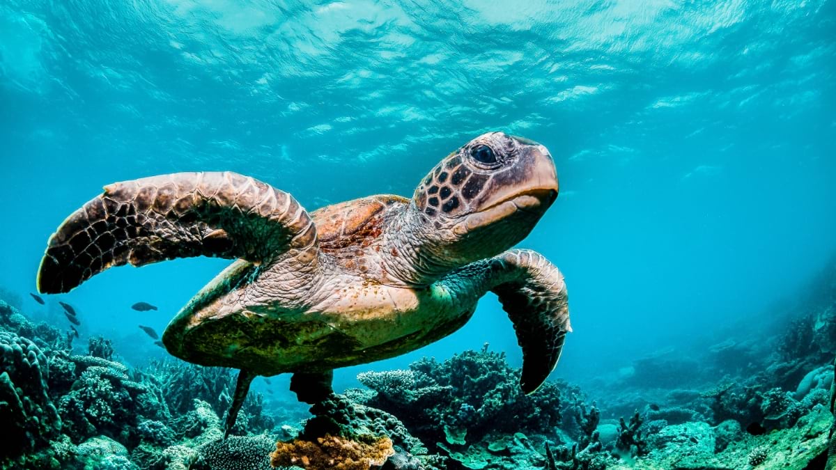A hawksbill sea turtle swims gracefully above a vibrant coral reef in crystal-clear blue water, its distinctive patterned shell and flippers clearly visible against the colorful coral formations below.