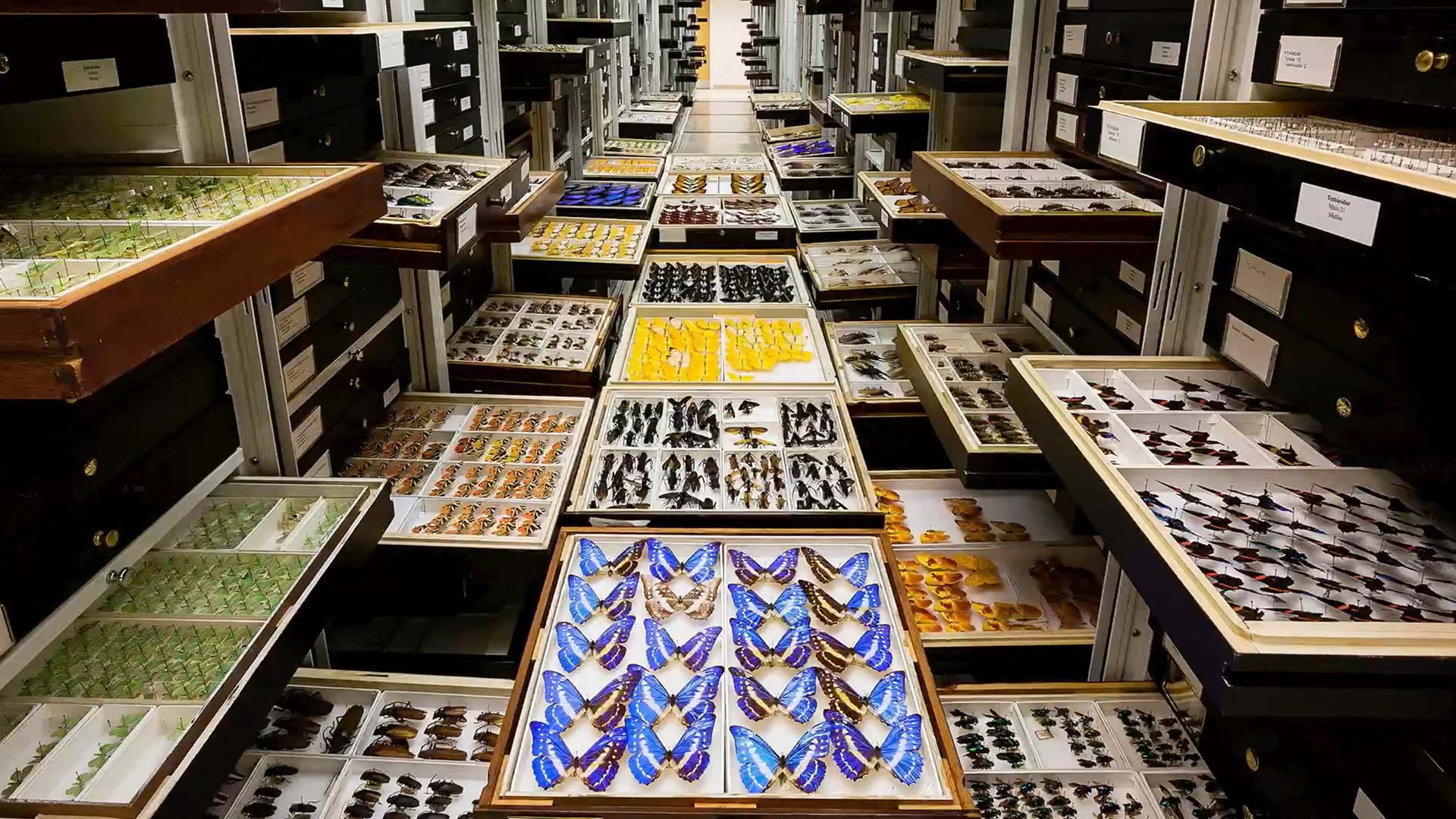 A collection of preserved butterflies in a museum archive room