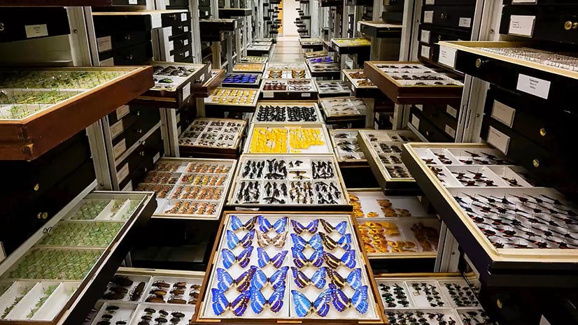 A collection of preserved butterflies in a museum archive room