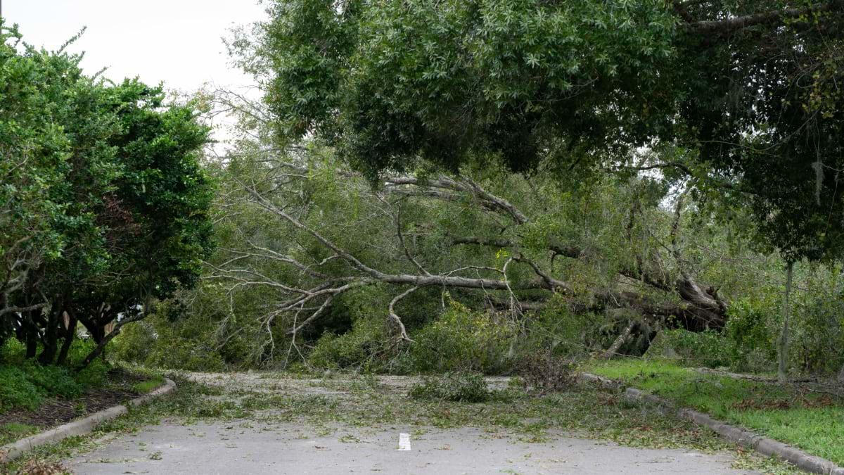 Fallen trees and branches blocking a residential street after hurricane, showing extensive damage to tree canopy and debris scattered on road.