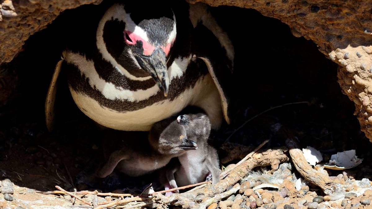 Adult Magellanic penguin with distinctive black and white striped markings standing protectively over two gray fluffy chicks in a natural ground burrow lined with dried vegetation and rocks.