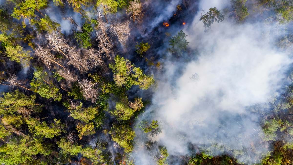 Aerial view of a burned forest area with heavy white and gray smoke rising from smoldering vegetation, showing mix of green surviving trees and blackened areas with scattered hot spots.