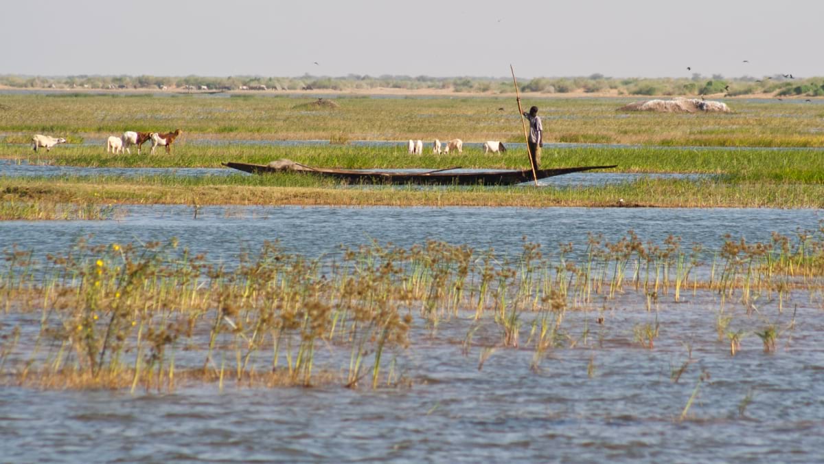 A person poles a long wooden canoe through flooded grasslands dotted with cattle grazing on green vegetation, with water channels winding through the pastoral landscape in Mali's Niger River delta region.