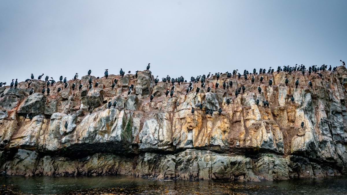 Hundreds of Magellanic penguins perched on layered sedimentary rock cliffs above dark ocean water, showing the coastal habitat where these seabirds nest and access the sea for feeding.