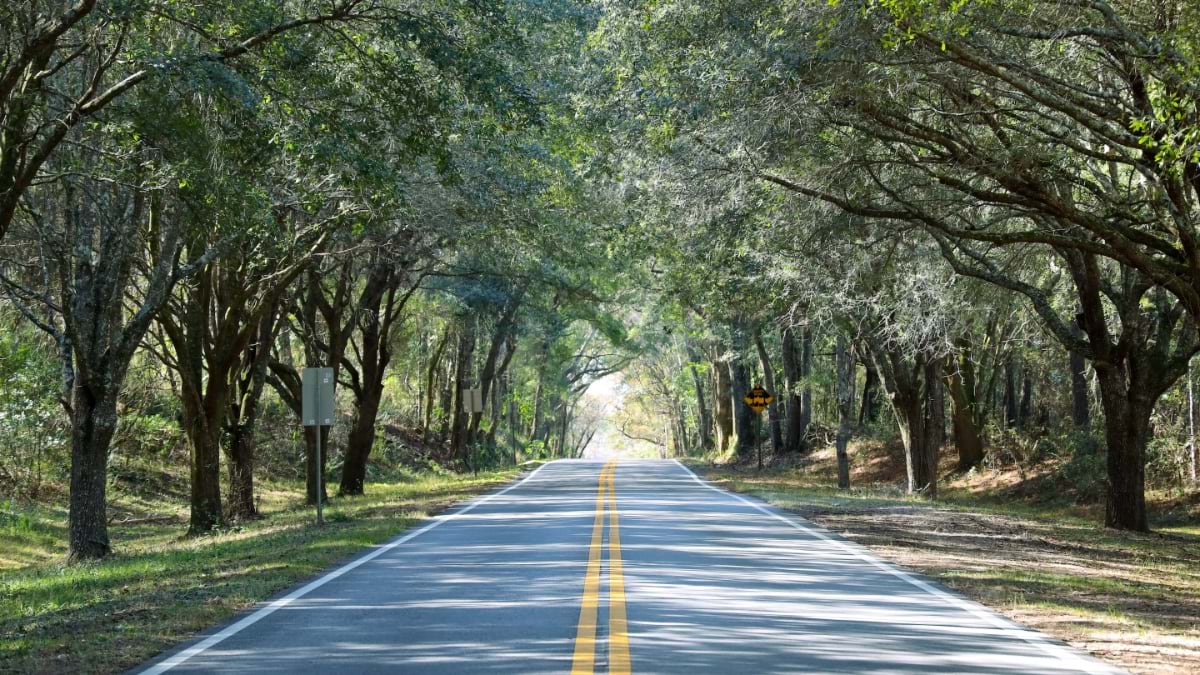 Tree-lined road in Tallahassee with overhanging canopy creating natural tunnel, showing the city's characteristic moss-draped trees.