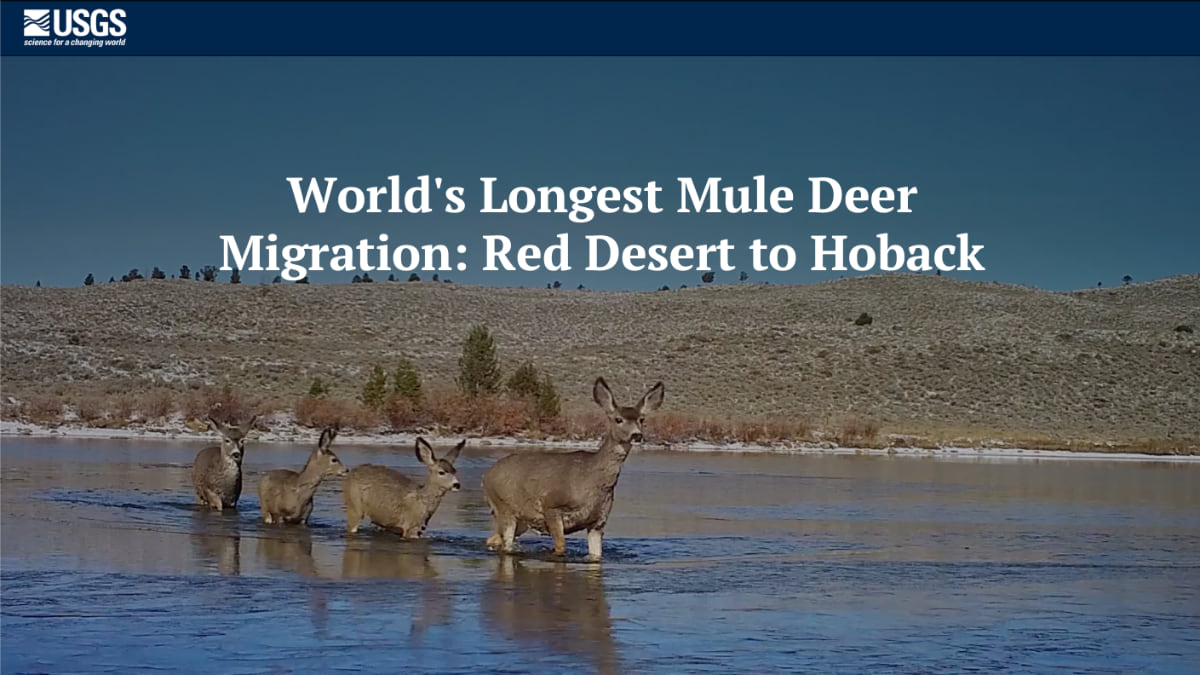 USGS StoryMap title screen showing "World's Longest Mule Deer Migration: Red Desert to Hoback" over an image of five mule deer standing in shallow water with their reflections visible, set against an arid landscape of sagebrush and rolling hills under an overcast sky.