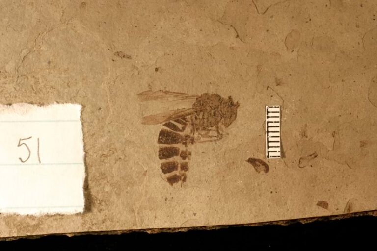 Photo of a fossilized wasp with the number 51 written on a bit of lined paper beside it.