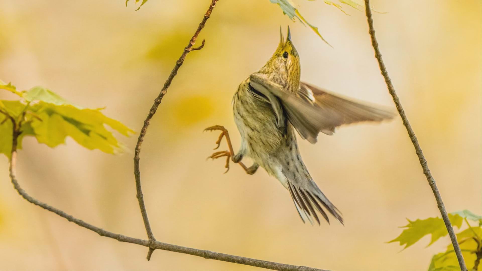 A Black Poll Warbler in flight near leaves
