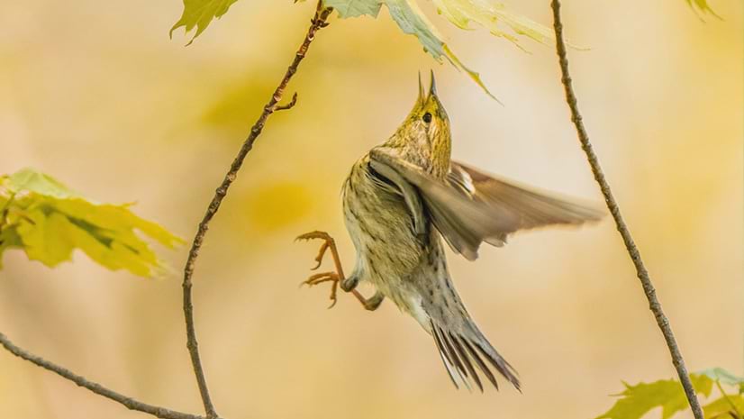 A Black Poll Warbler in flight near leaves