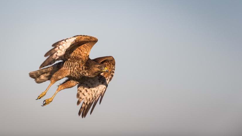 Swainson\'s Hawk flying