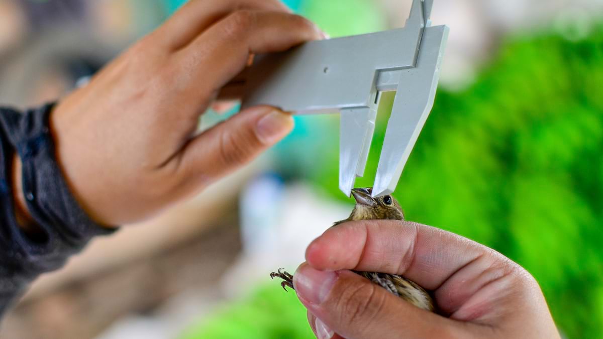 Researcher using calipers to measure a small songbird held gently in their hands, demonstrating the field science that informs bird conservation mapping tools.