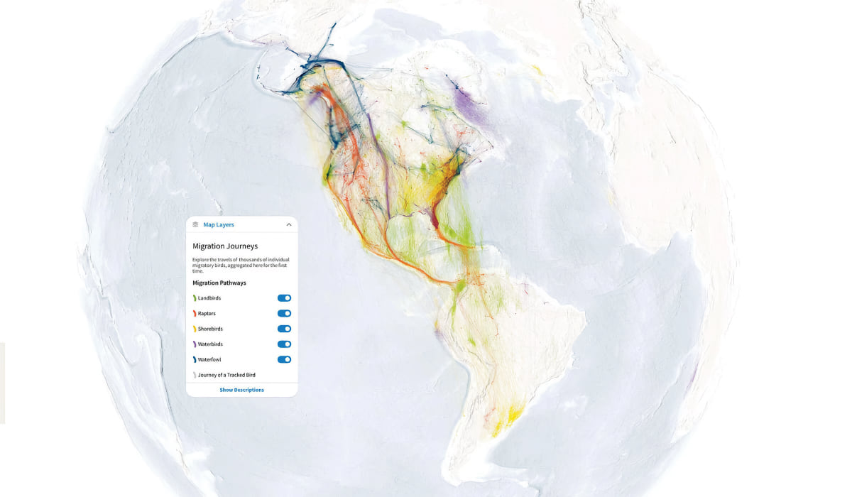 Screenshot of Audubon's Bird Migration Explorer showing a map of North and South America with colorful migration pathway overlays converging on Colombia. The interface panel on the left shows "Migration Journeys" options with toggles for different bird groups including Landbirds, Raptors, Shorebirds, Waterbirds, and Waterfowl, demonstrating how the tool visualizes hemispheric-scale bird movement patterns.
