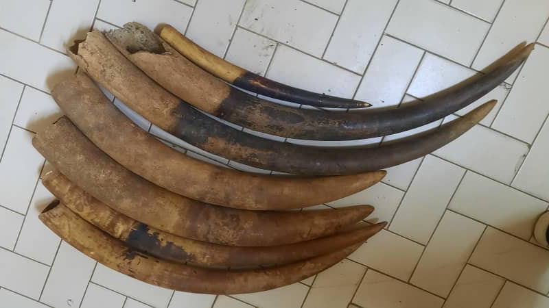 Multiple curved elephant tusks of varying sizes displayed on white tiled floor as evidence of illegal wildlife trade.