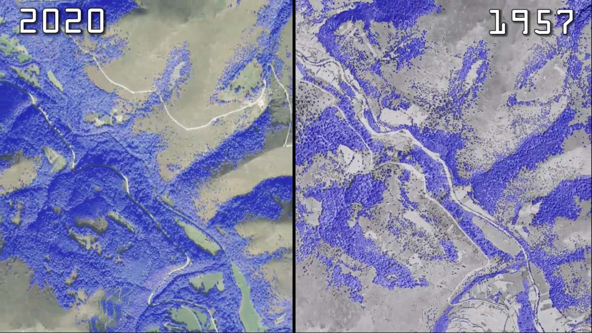 Split-screen comparison showing forest cover growth from 1957 to 2020, with blue indicating AI-detected tree vegetation