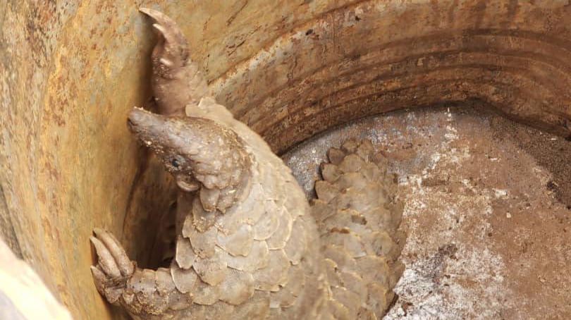 Scaled pangolin in defensive curled position lying in rescue container, showing distinctive armored plating of this endangered species.