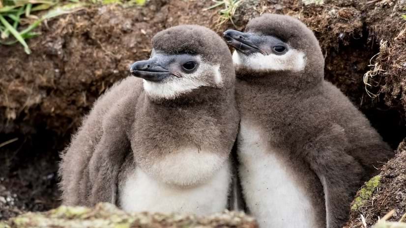 Two baby Magellanic penguins