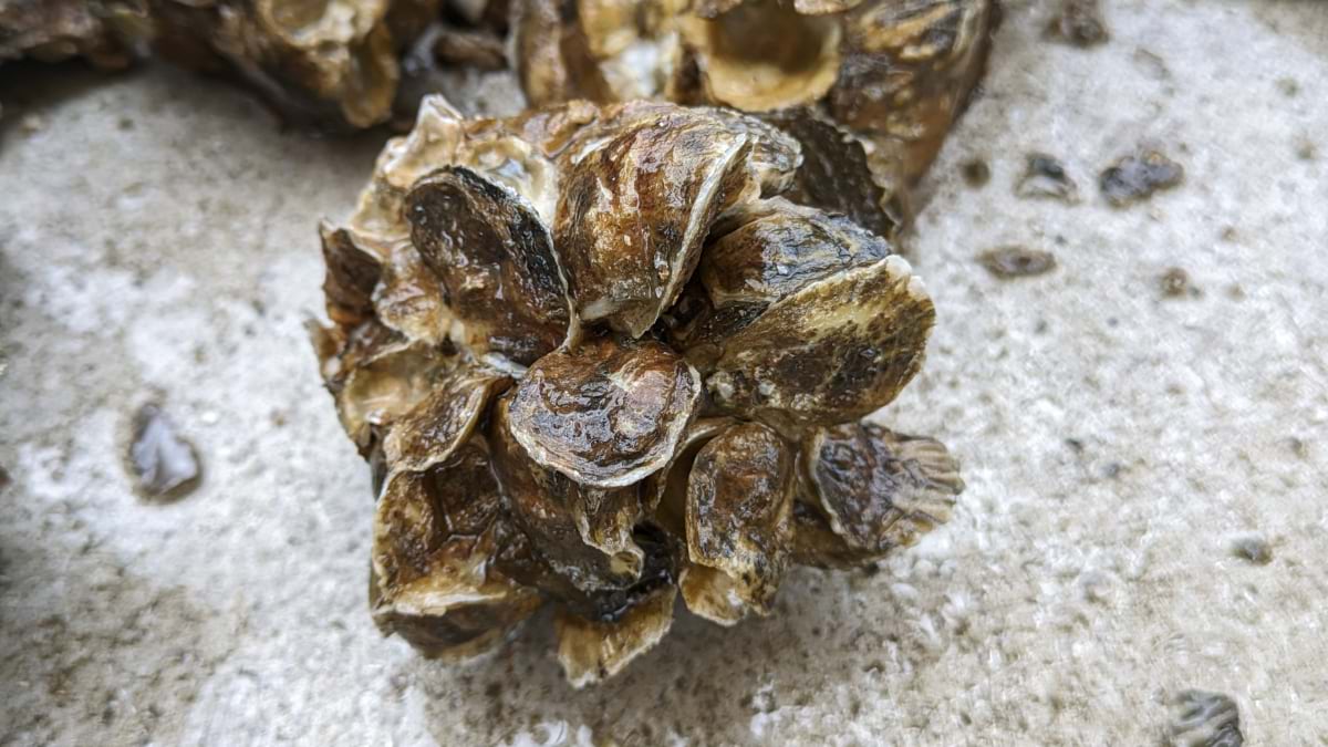 Three to four-month-old oysters cluster on crushed concrete in Louisiana bay waters, their ridged shells already forming new reef foundation.