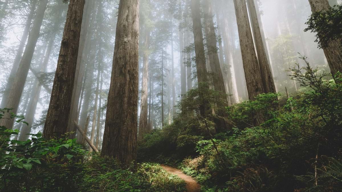 Misty forest with well-spaced tall trees, clear understory, and walking trail showing healthy forest structure