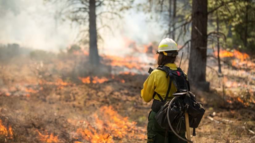 Wildland firefighter in yellow shirt and white helmet observing prescribed burn with flames on forest floor