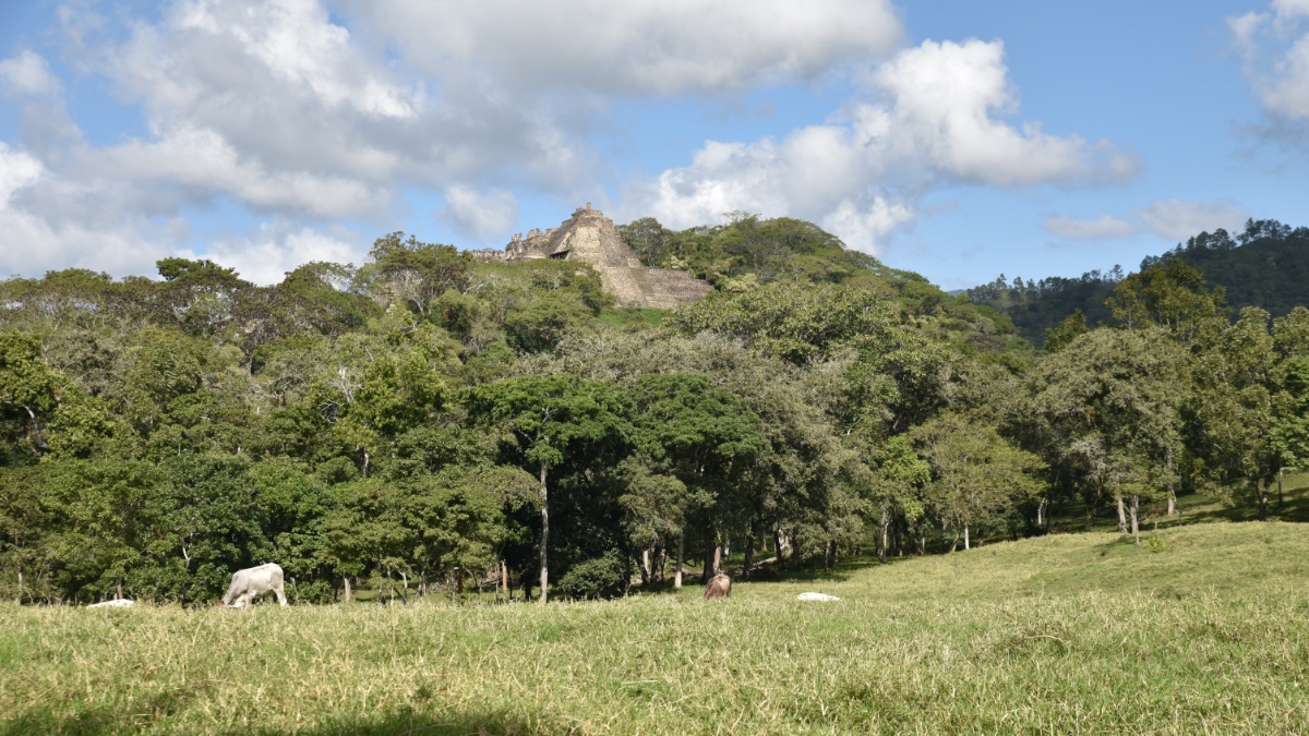 Cattle grazing in a clearing near a Maya pyramid surrounded by forest, illustrating encroachment on Guatemala's protected areas