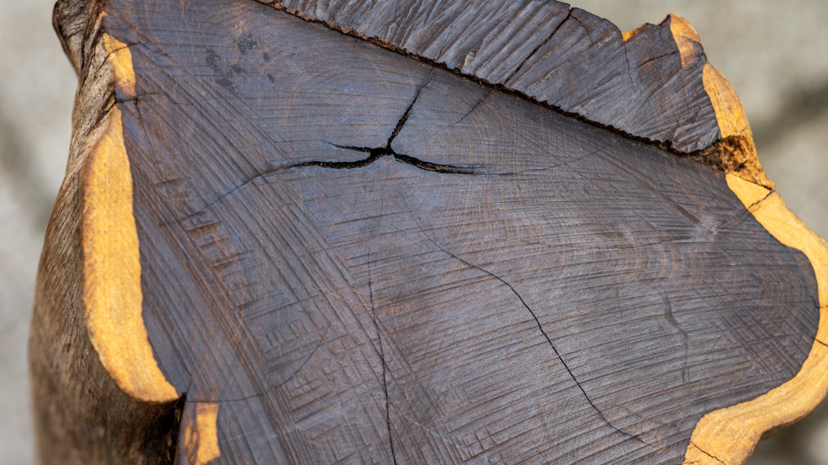 Cross-section of dark ebony wood showing dense grain and natural cracks, the slow-growing material prized for guitar fretboards.