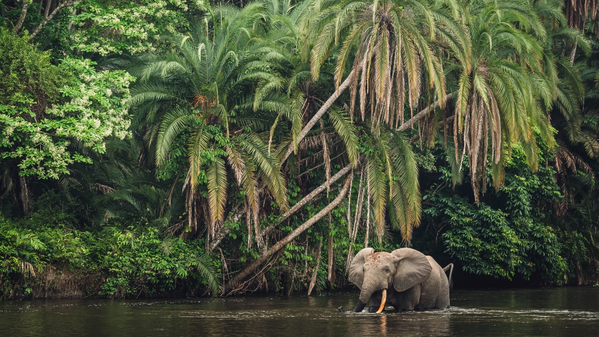 African forest elephant wading through river water beside lush Congo Basin rainforest vegetation with palms and dense green canopy.