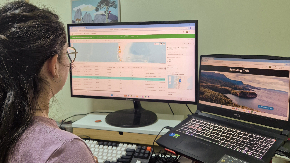 Conservation team member analyzing GIS maps and data tables on dual monitors showing field observations across Chilean parks.